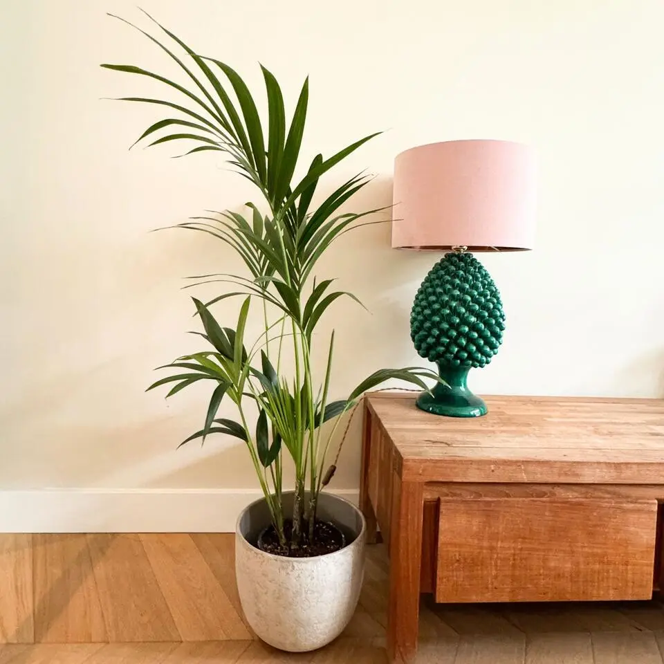 Kentiapalm - Howea forsteriana - Hoogte 90-100cm - ⌀18cm