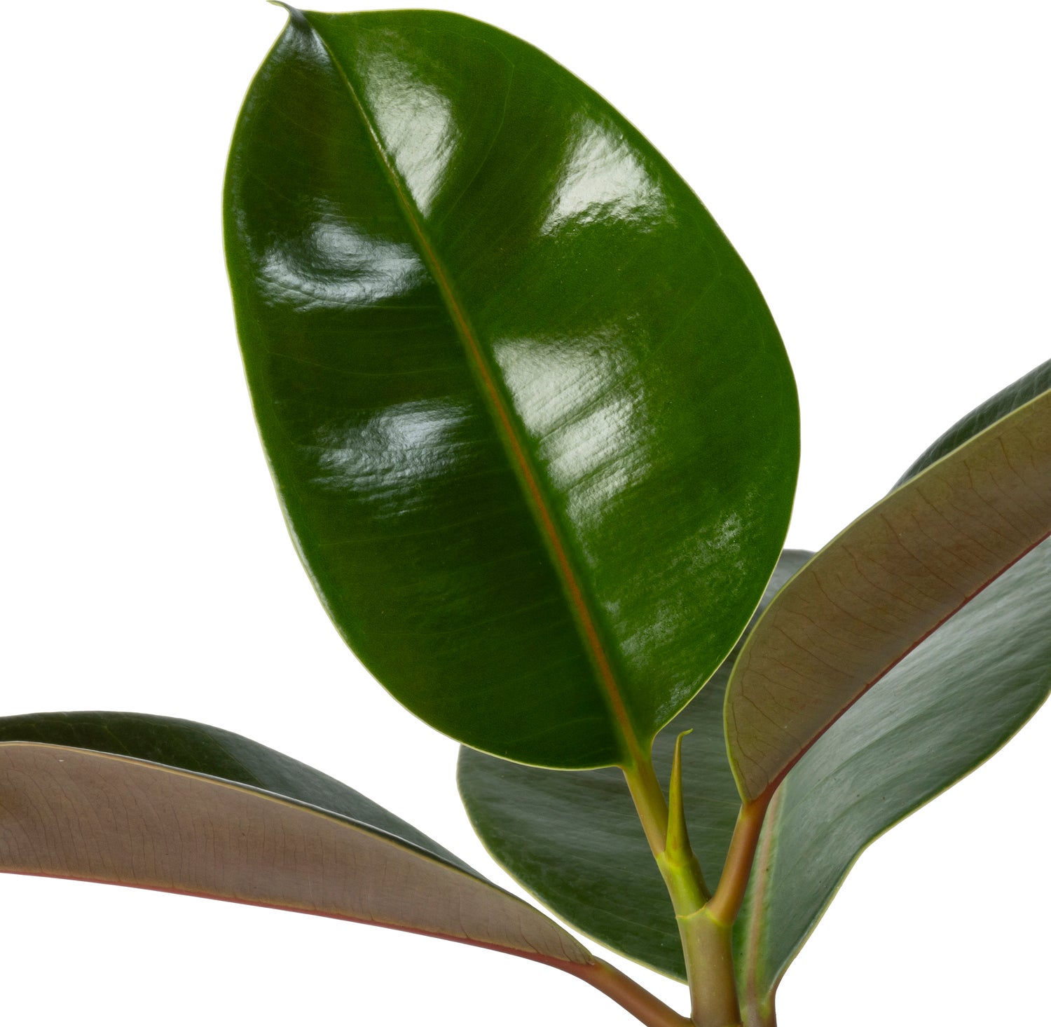 Rubberboom (Ficus elastica 'Robusta') D 24 H 120 cm