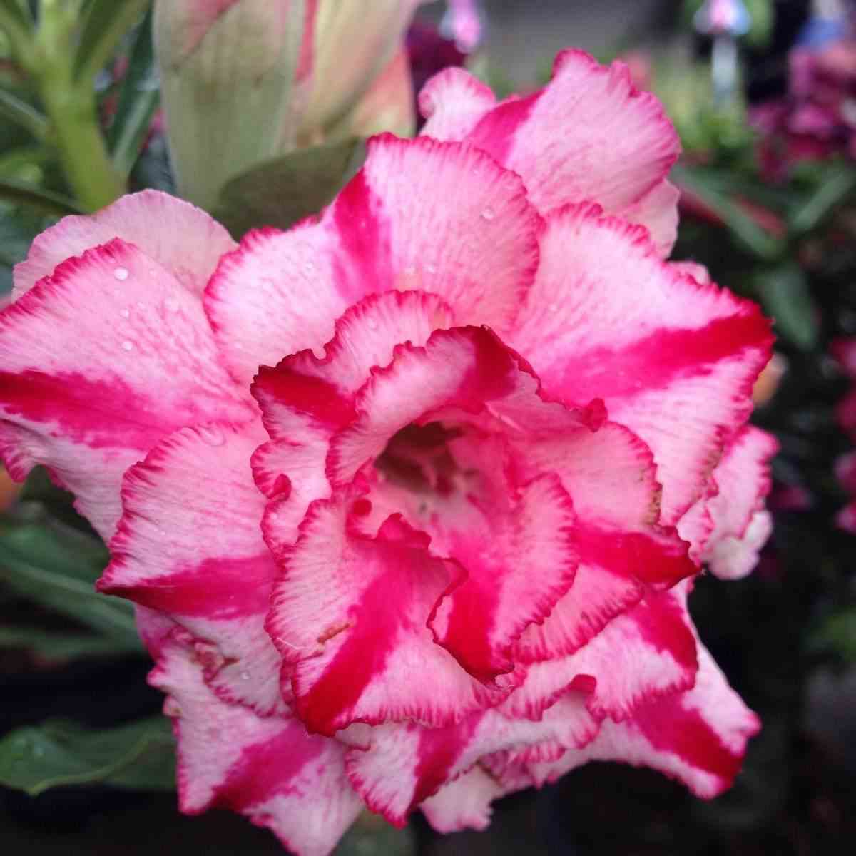 Adenium obesum cv soisawan rose - taille caudex d'environ 300g 20/25cm
