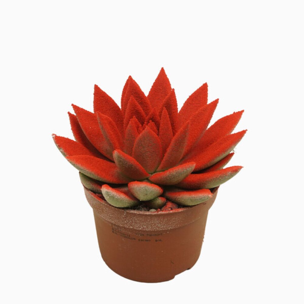 ECHEVERIA FARGET 10,5 CM