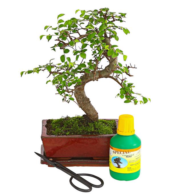 Bonsai Chinesische Ulme - Ulmus parviflora,