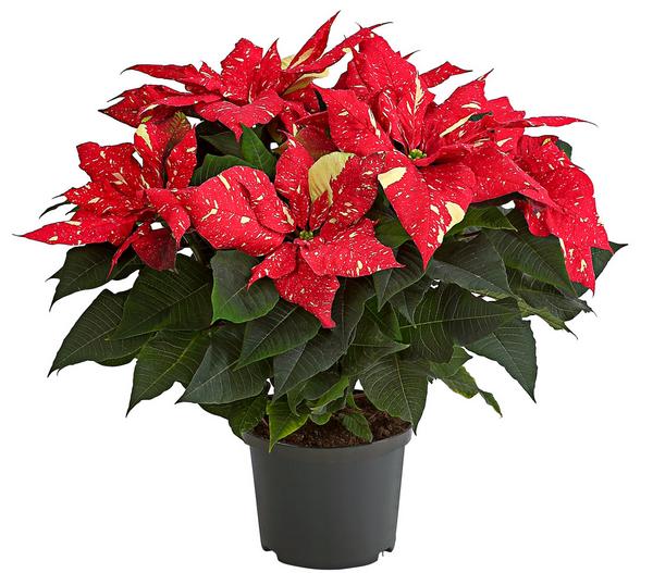 Weihnachtsstern - Euphorbia pulcherrima