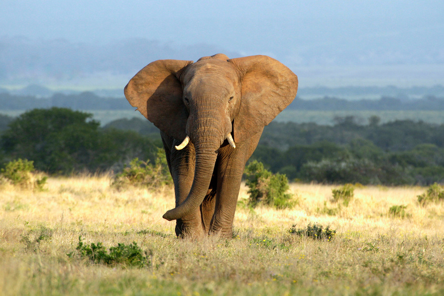 Akustikbild ELEFANT 80x120cm, 7kg