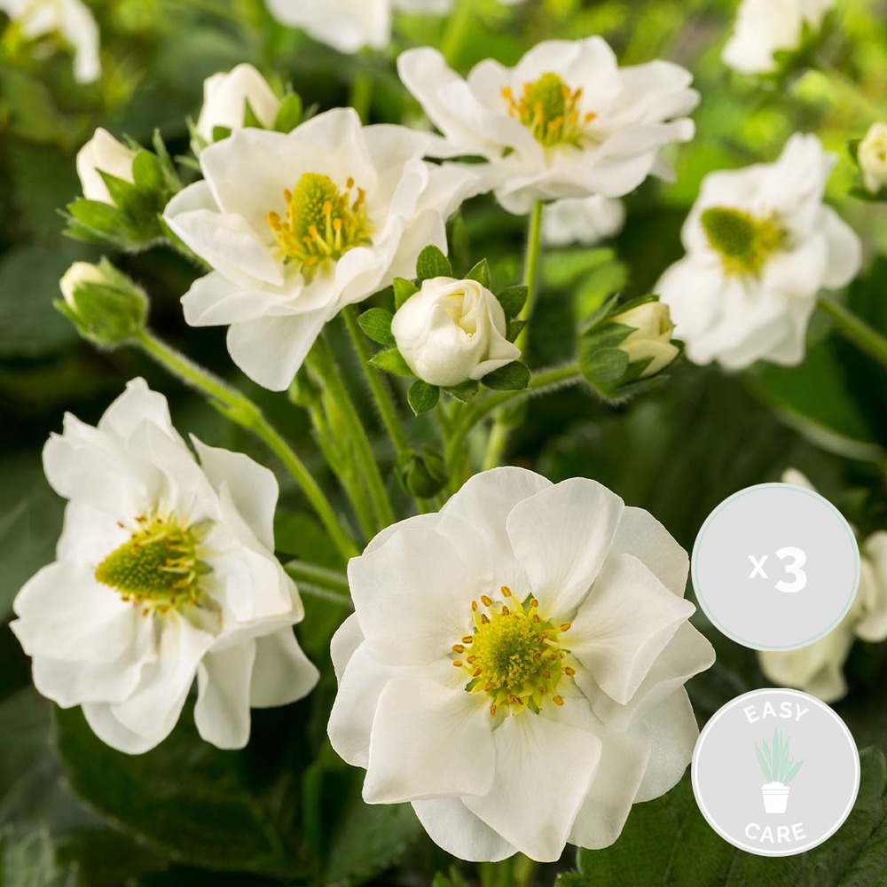 3x fragaria 'snow summer breeze' – fraisier – entretien facile – ⌀10,5 cm - ↕15-20 cm