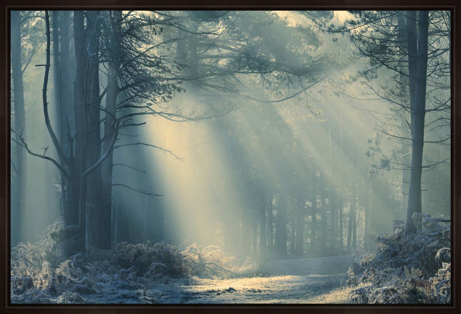 Forest Light by David Baker - Limited Edition. Edition of: 150. Signed.