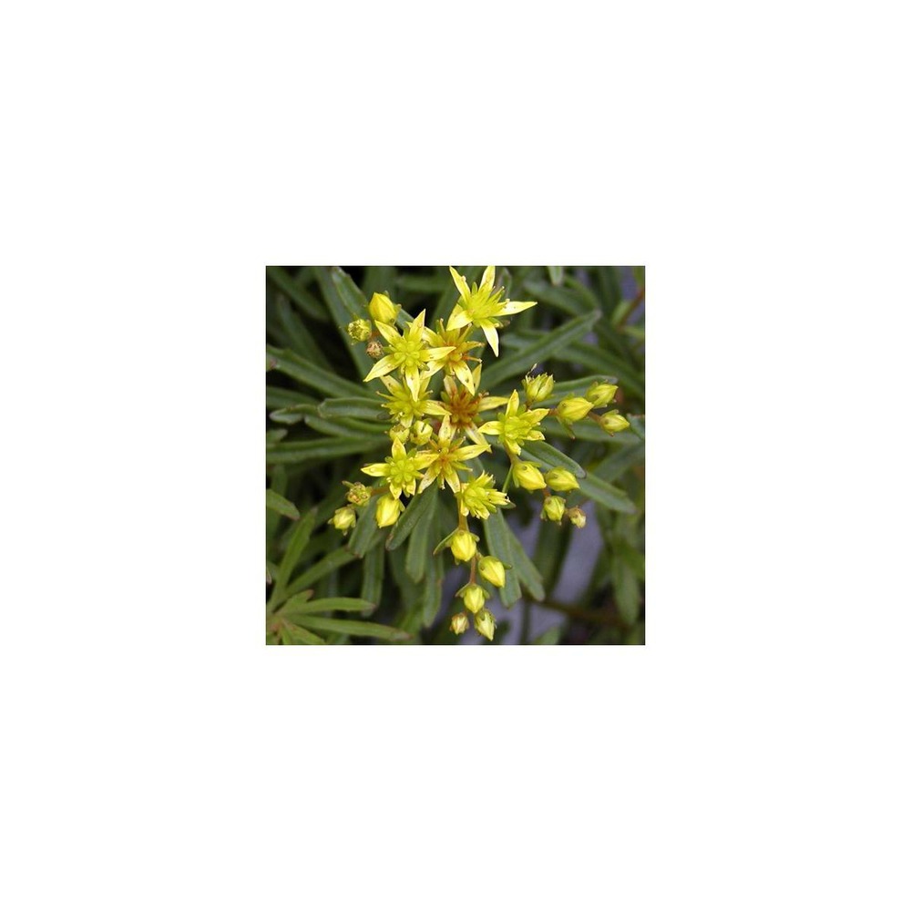 Orpin kamtschaticum var. Middendorffianum/sedum kamtschaticum var. Middendorffianum[-]godet