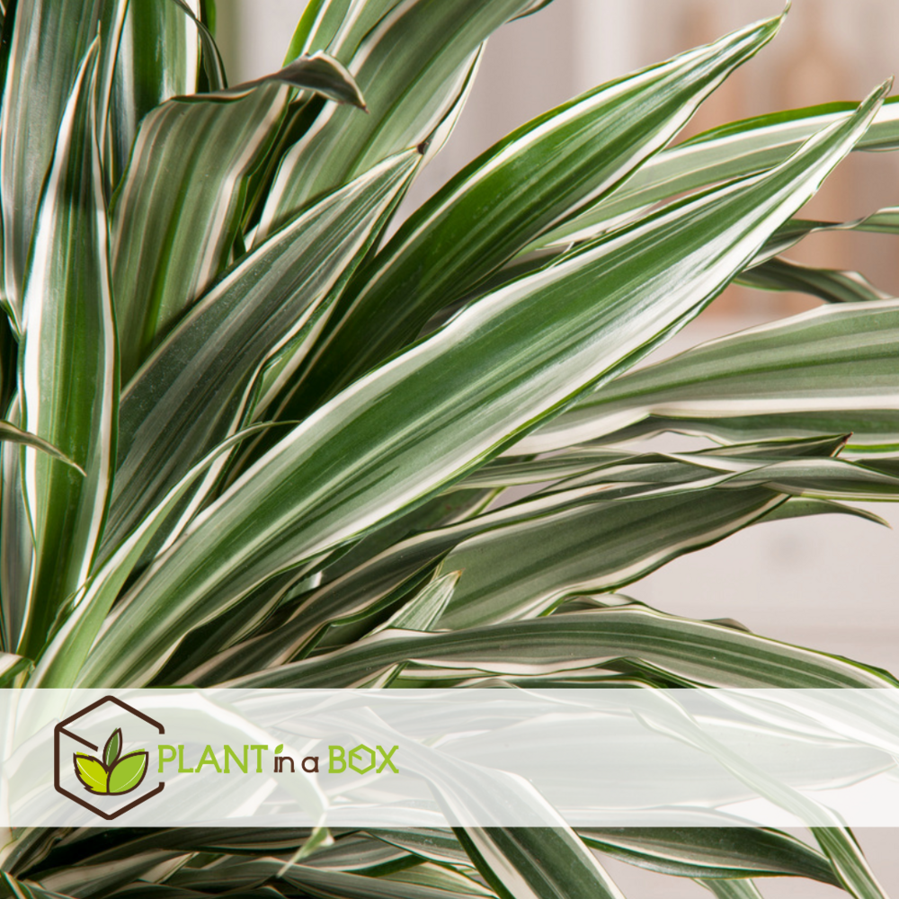 Dracaena deremensis - white stripe - set de 2 - pot 17cm - hauteur 60-70cm