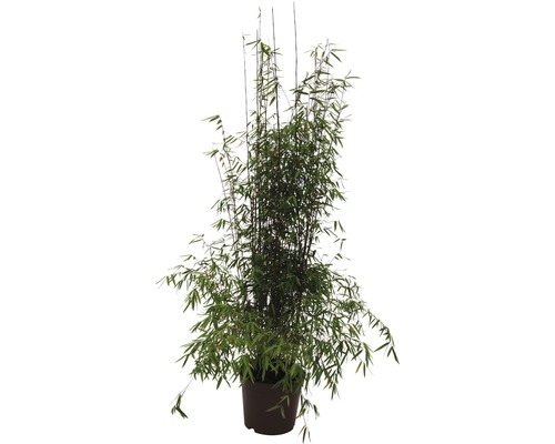 Jade bamboe, rode tuinbamboe FloraSelf Fargesia soort 'Jiuzhaigou 1' H 80-100 cm Co 10 L