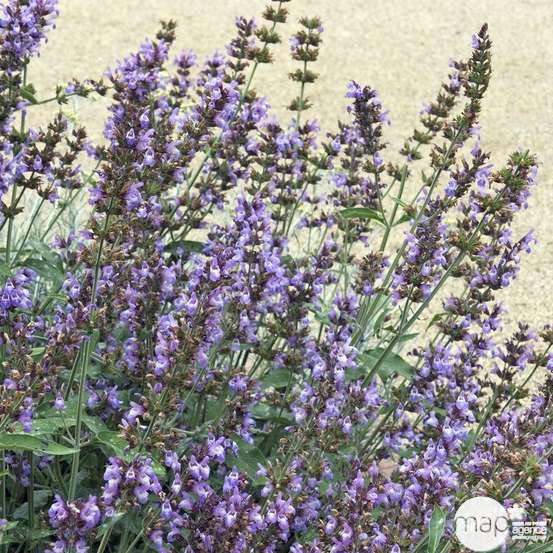 Plant de sauge officinale : pot de 1 litre