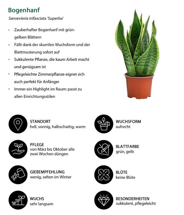 Zimmerpflanzen-Set Diamonds 4-teilig