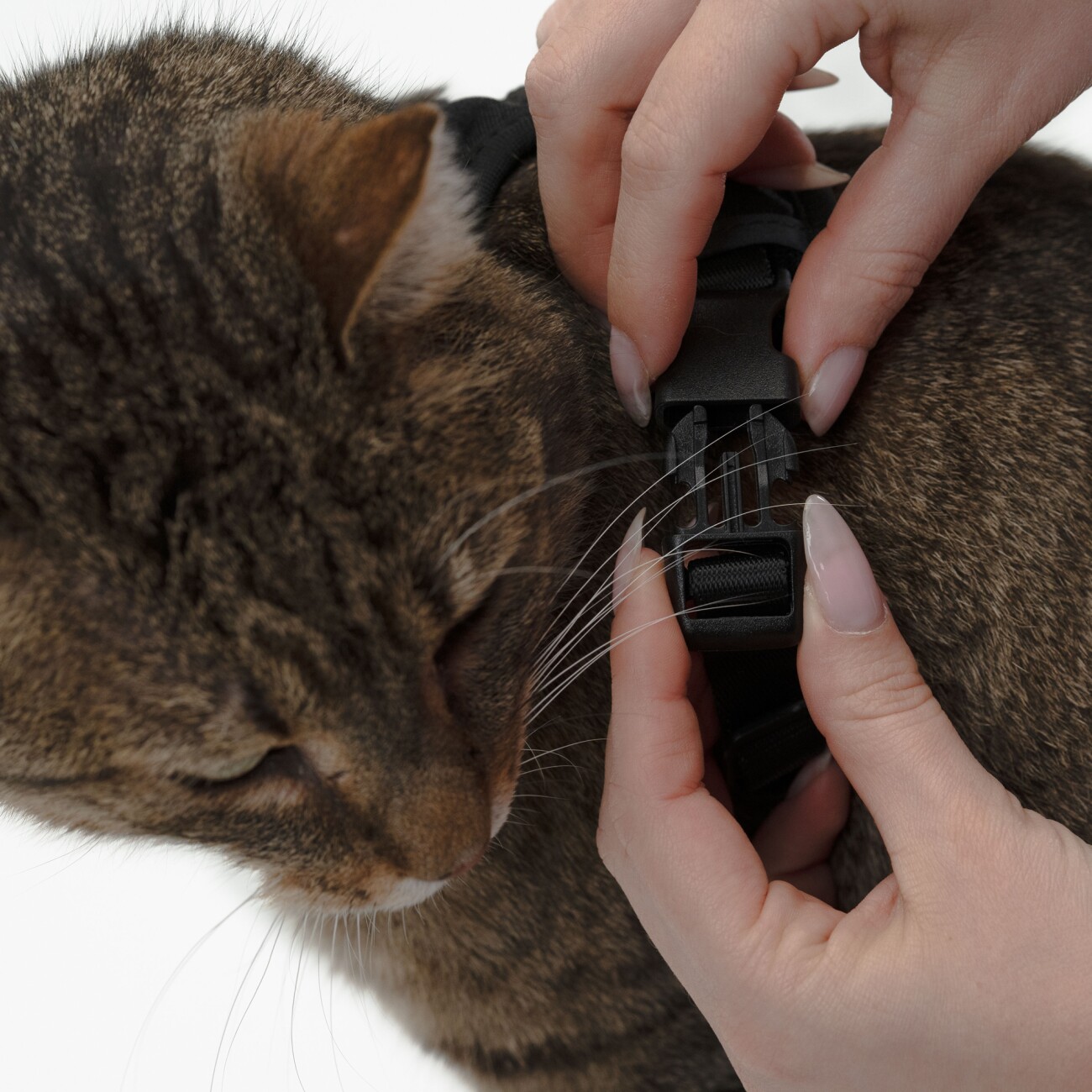 LucyBalu EXPLORER Katzengeschirr schwarz S
