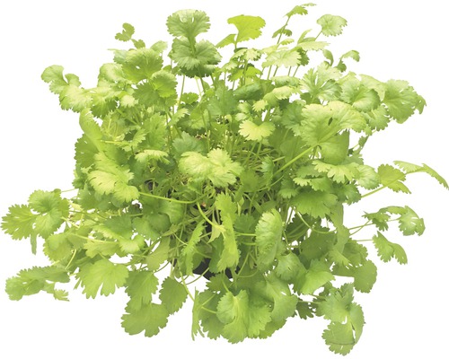 Biologische Koriander FloraSelf Organic Coriandrum sativum Ø 12 cm pot