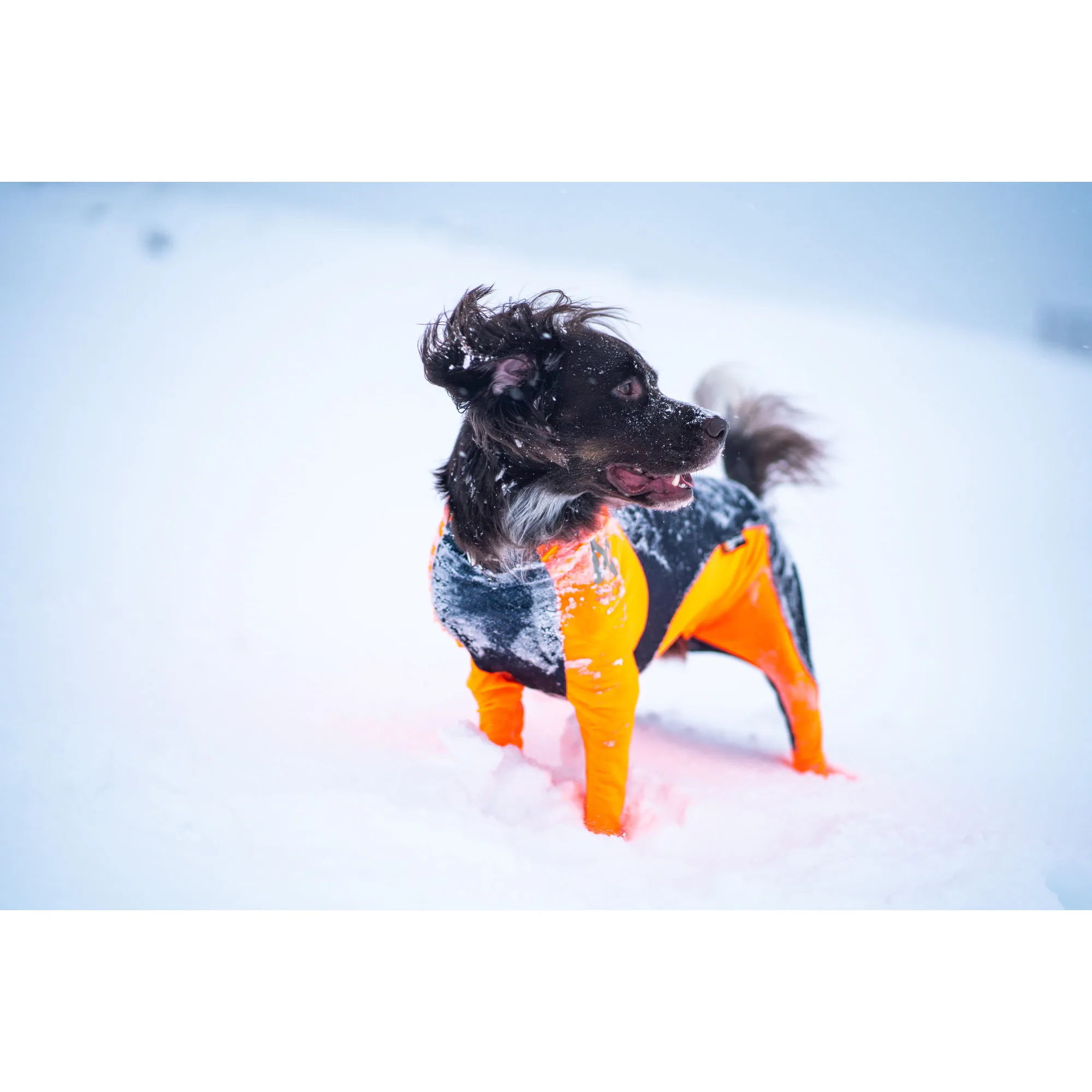 Non-stop Dogwear Protector Snow, Male(Hann) Orange/Black