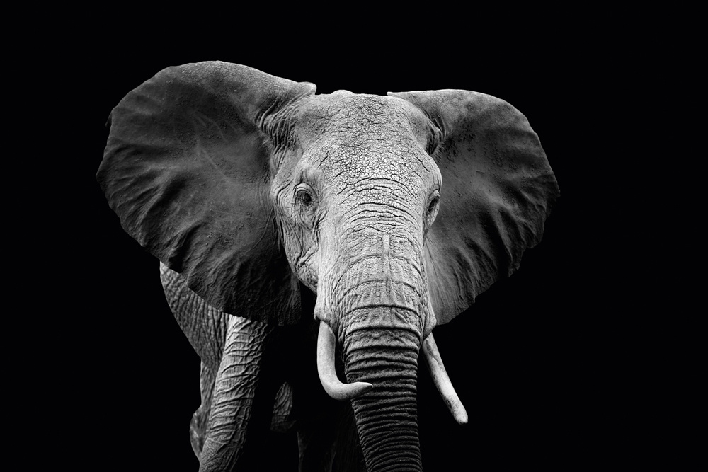 Akustikbild ELEFANT 80x120cm, 7kg