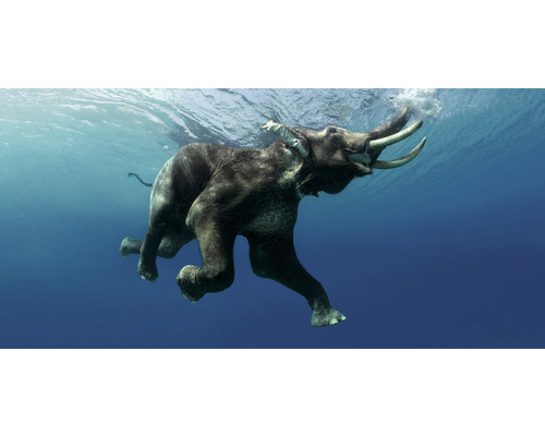 Postkaart GEO XXL Olifant Onderwater 23x11 cm