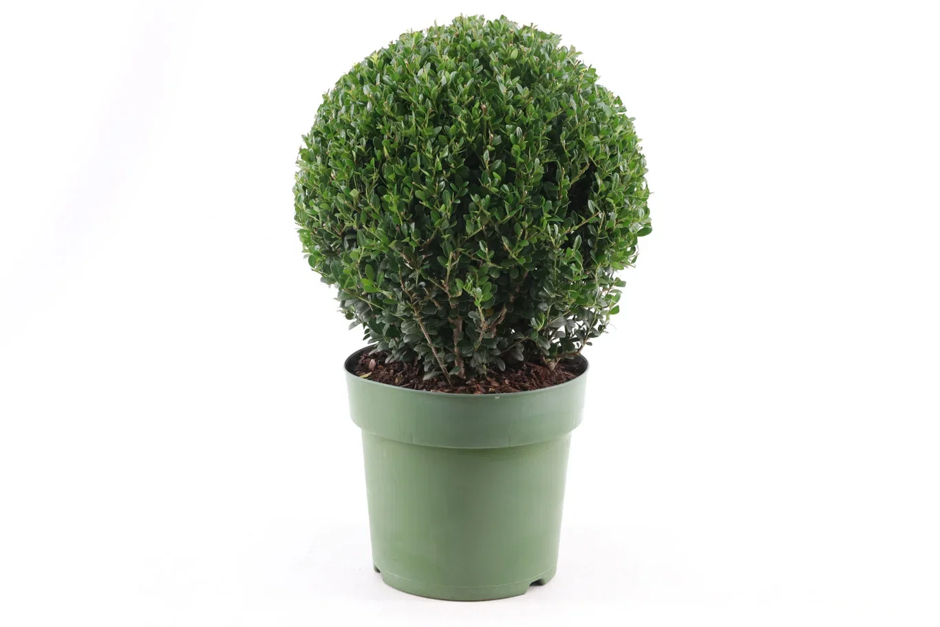 Ilex crenata 'Jenny' Japansk kristtorn 'Jenny' Høyde 25 cm
