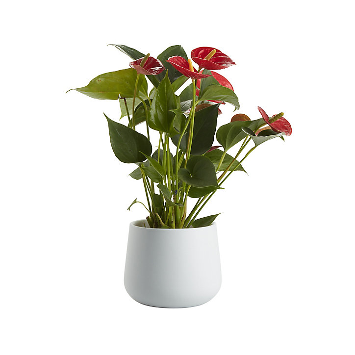 Langue de feu, pot en céramique 12cm
