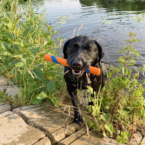 Chuckit! Ultra Fetch Stick