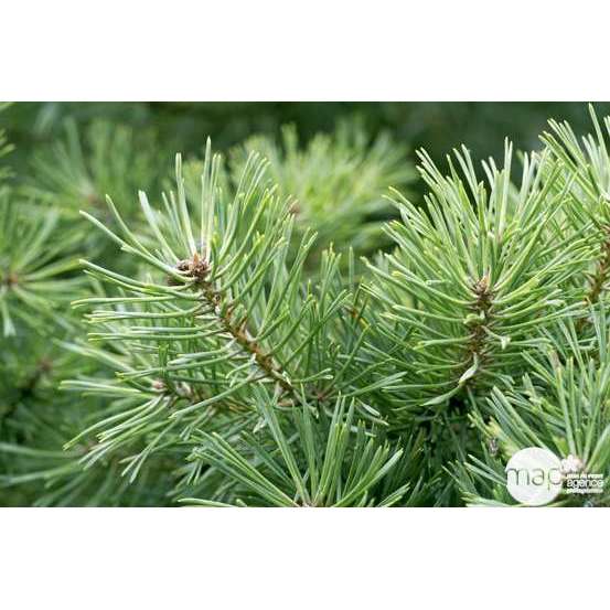 Pinus mugo ' Benjamin ': tige 40 cm d.10