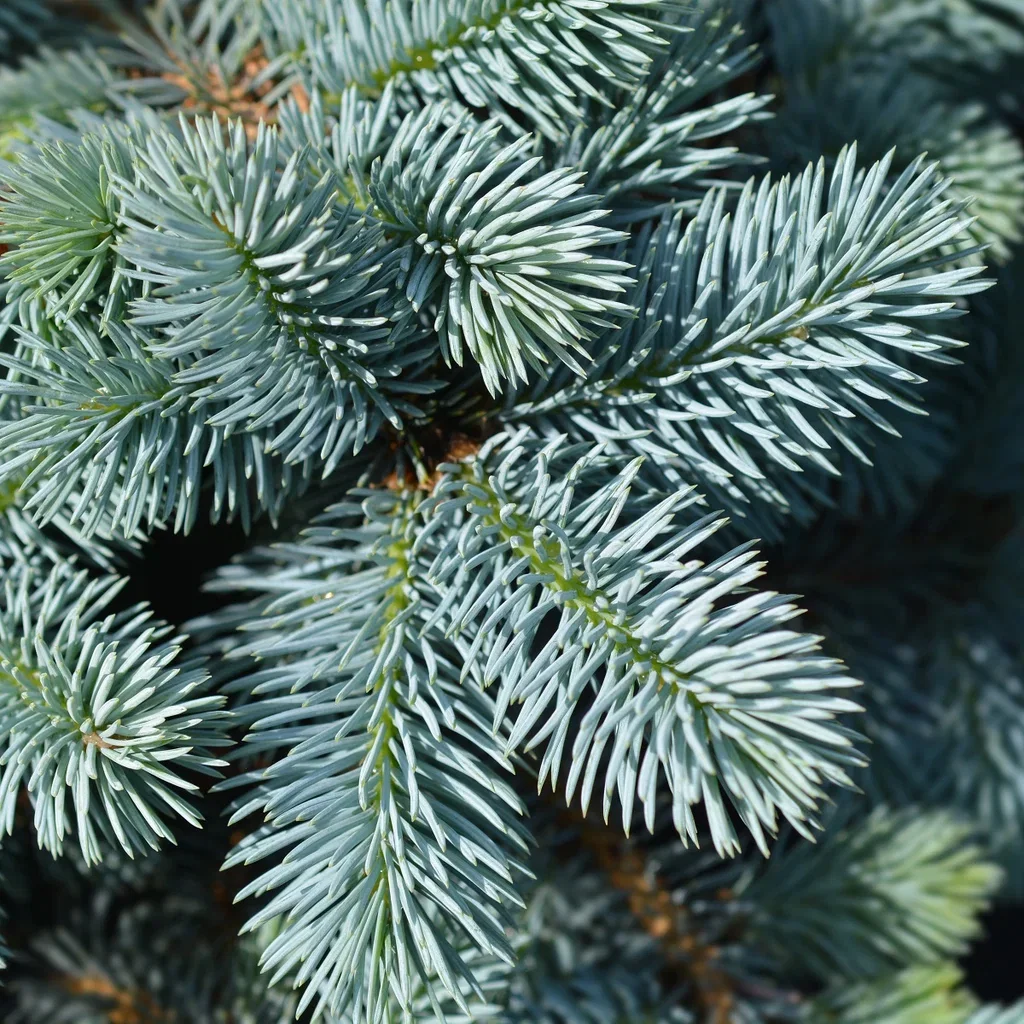 Picea pungens (Glauca Group) 'Glauca Globosa' Blågran 'Glauca Globosa' på stamme Ø26 cm