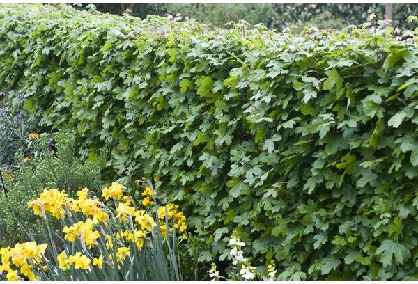 Veldesdoorn met kluit (Acer campestre) H 60 cm 10 stuks