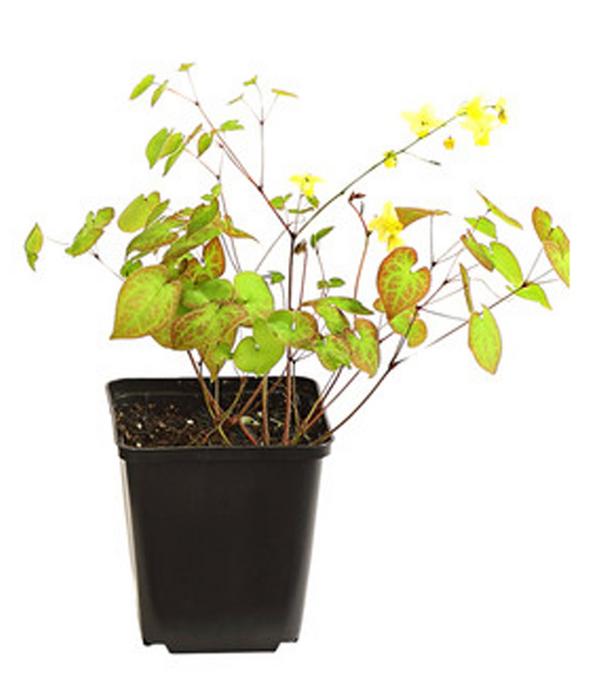 Bio Elfenblume 'Sulphureum'