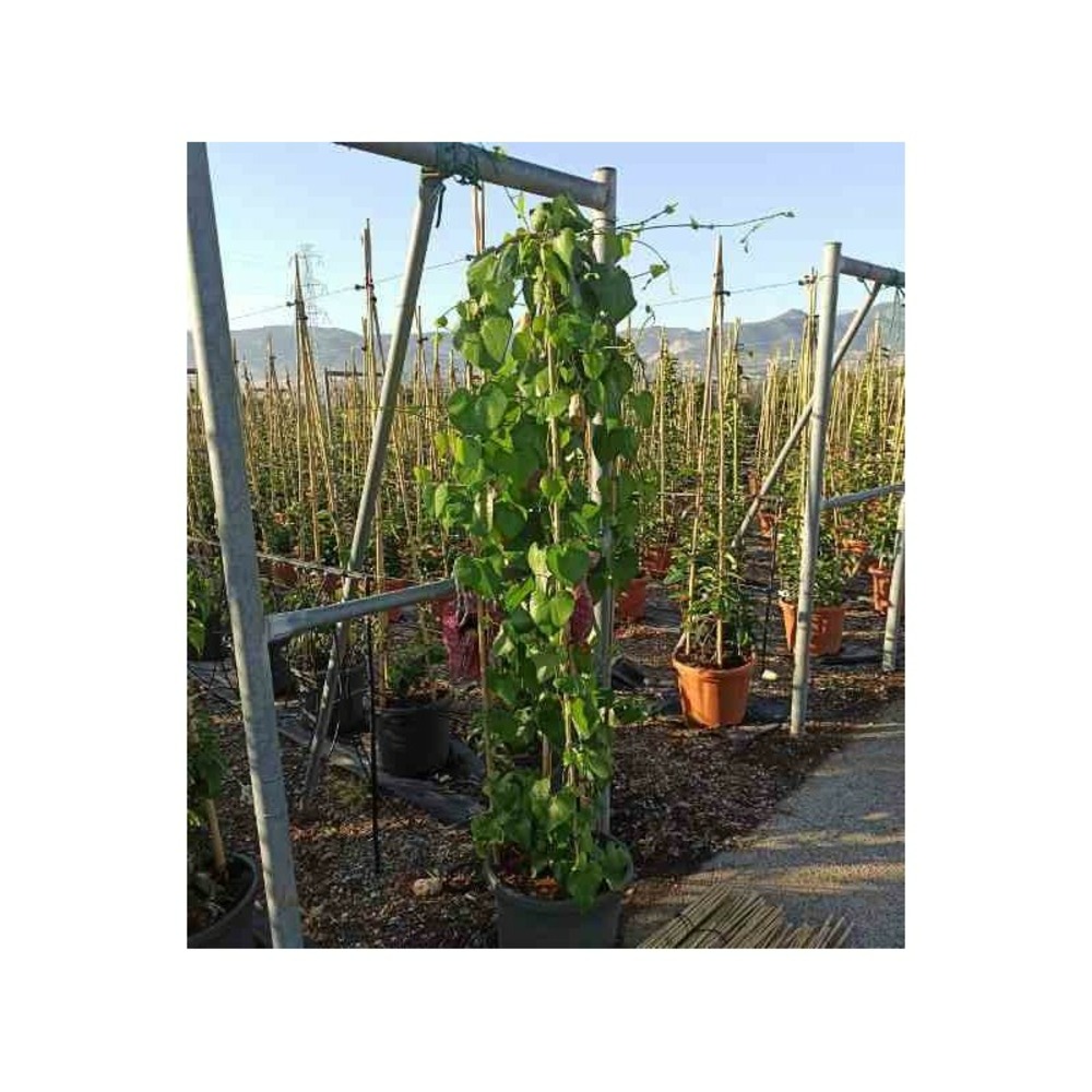 Aristolochia gigantea (aristoloche) taille pot de 25l -200cm