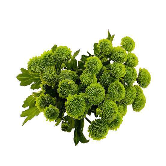 Botte de Chrysanthèmes Santini - 5 tiges : coloris variables