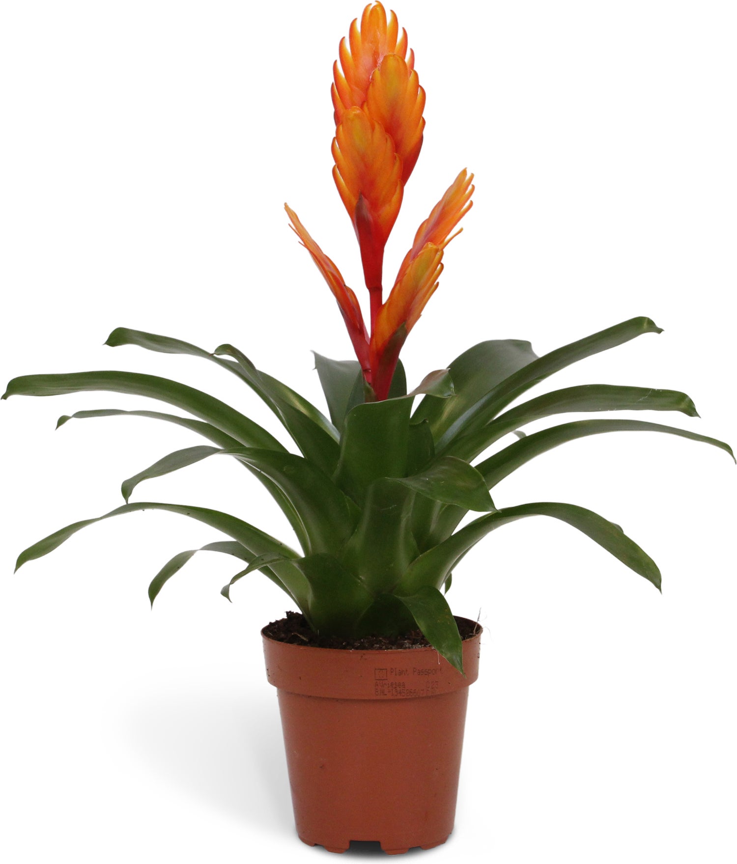 Vriesea (Vriesea 'Intenso Orange') D 12 H 42 cm