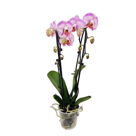 Orchidée Phalaenopsis en cascade 2 tiges - pot D.12 cm