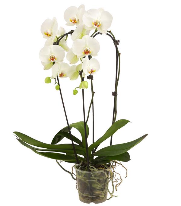 Schmetterlingsorchidee - Phalaenopsis