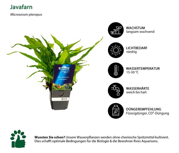 Dehner Aqua Premium Javafarn - Microsorum