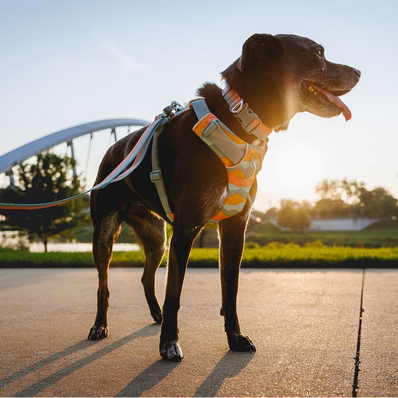 Harnais Ruffwear Front Range Spring Moutains