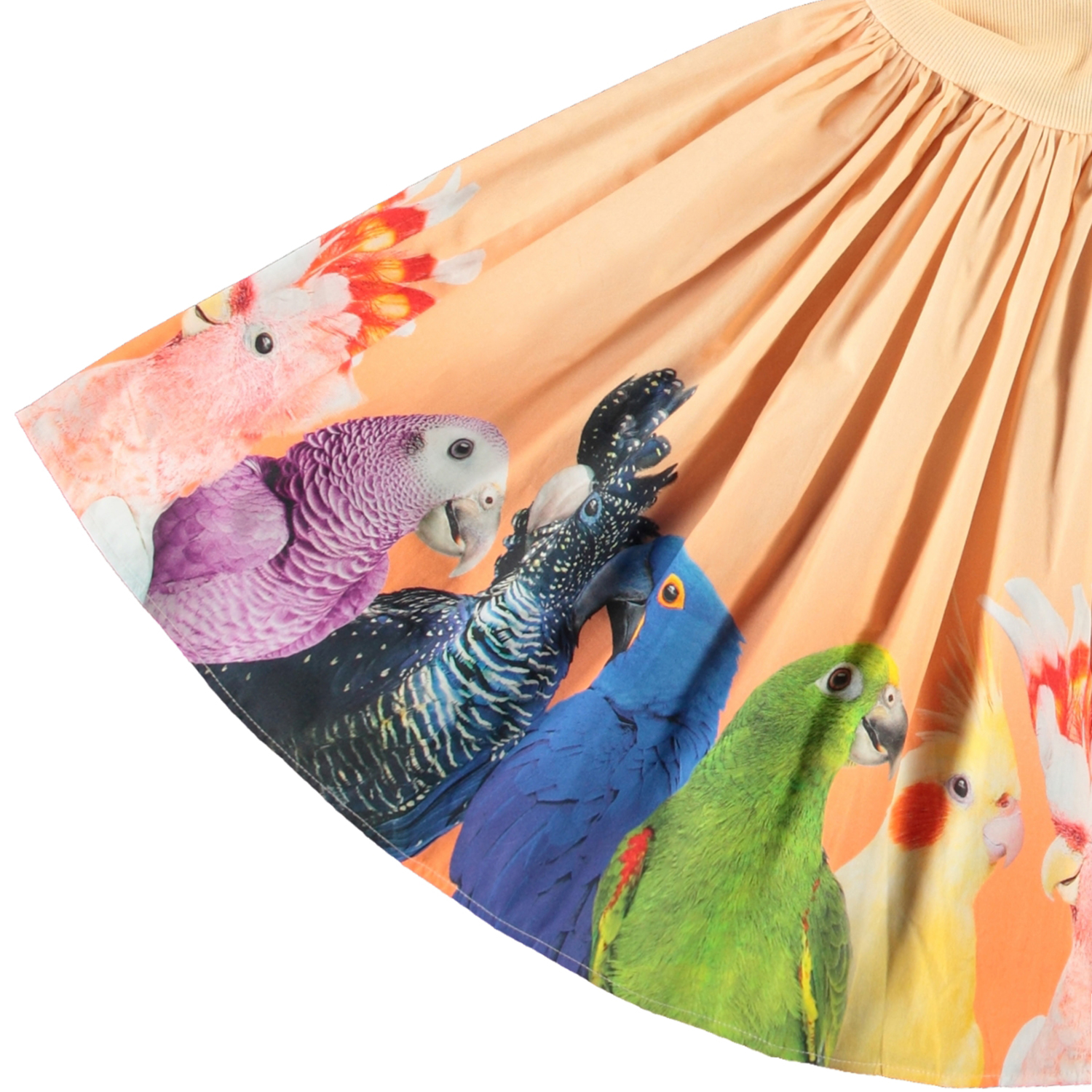 Cissa - Rainbow Parrots