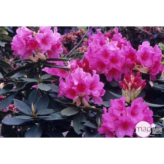Rhododendron x 'Anna Rose Whitney' : H 40/50 cm, ctr 7 litres