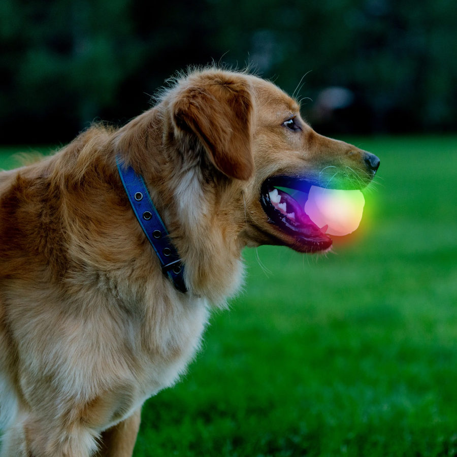 Bola de LED para cães Nite Ize Glowstreak Disc-O