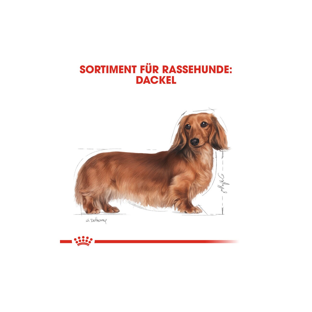 ROYAL CANIN Dachshund Adult 1,5 kg