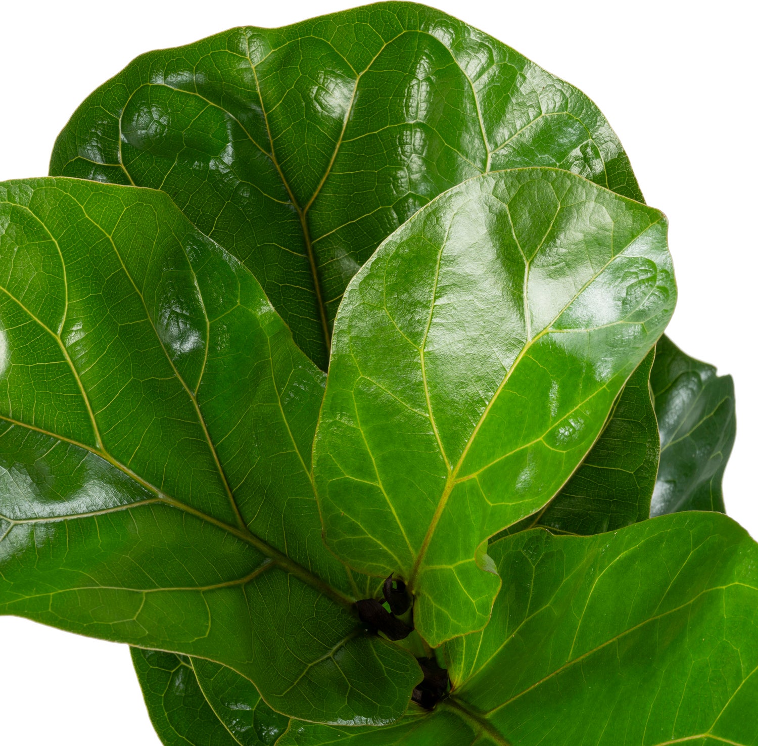 Vioolbladplant (Ficus lyrata 'Bambino') D 27 H 100 cm