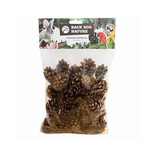 Back Zoo Nature Small Forest Pine Cones