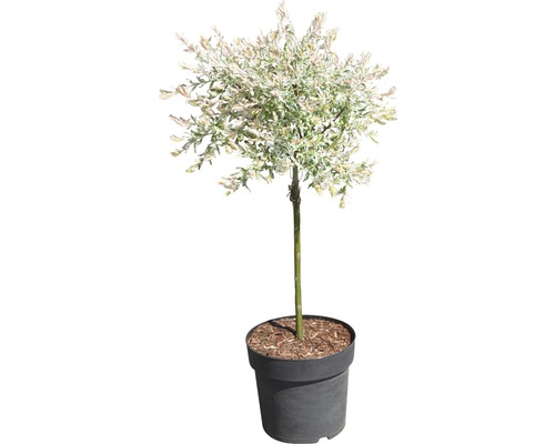 Bonte wilg FloraSelf Salix integra 