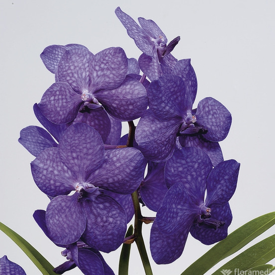 Orchidée Vanda