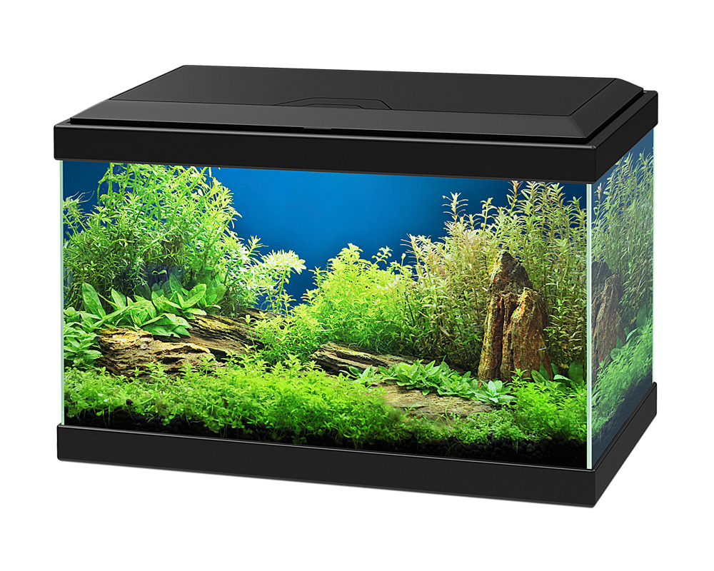 Aqua 20 Cyan Black - 17 Litros - Kit com Iluminação, Filtro e Consumíveis