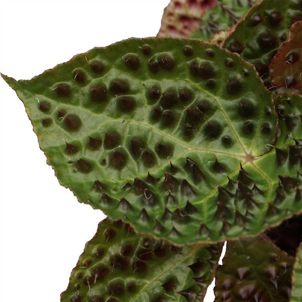 Stekel Bladbegonia (Begonia 'Ferox') D 13 H 40 cm