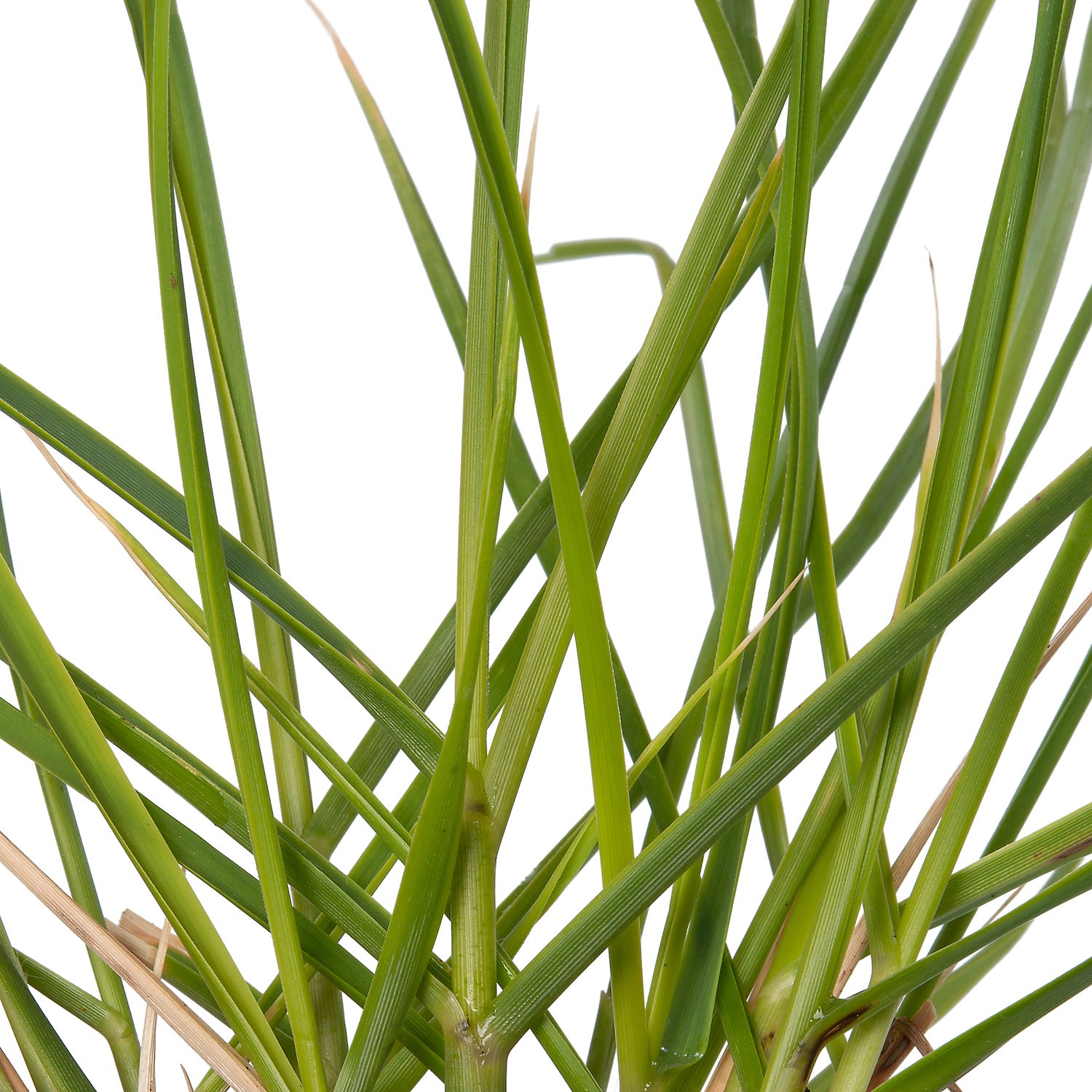 Pampasgras (Cortaderia selloana 'Rosea') D 9 H 10 cm