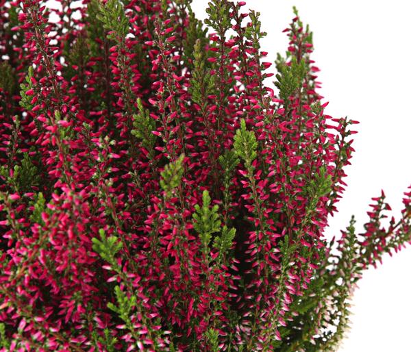 Knospenheide, verschiedene Farben