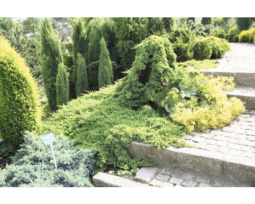 Kruipende jeneverbes FloraSelf Juniperus procumbens 'Nana' H 20-25 cm Co 2 L