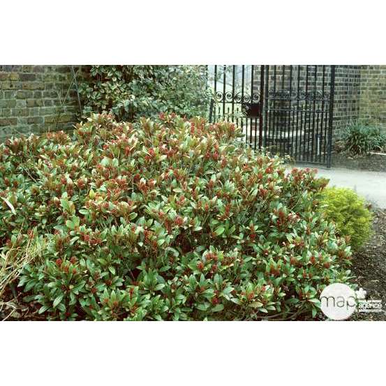 Skimmia japonica ' Rubella ' : H 40/50 cm conteneur 5 litres