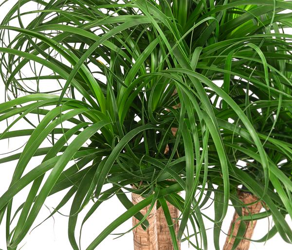 Elefantenfuß - Beaucarnea recurvata,