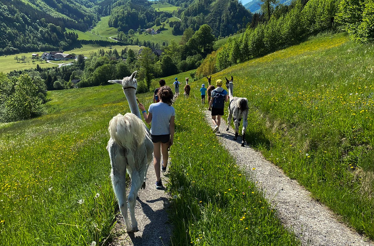 Lamawanderung Molln