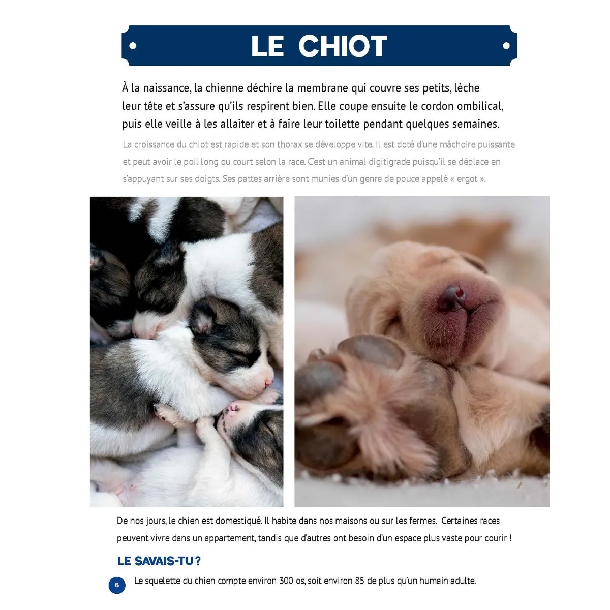 Prologue Mon Grand Animalier des Bébés Animaux